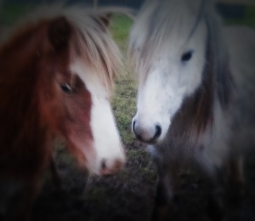 rain and carys rollip