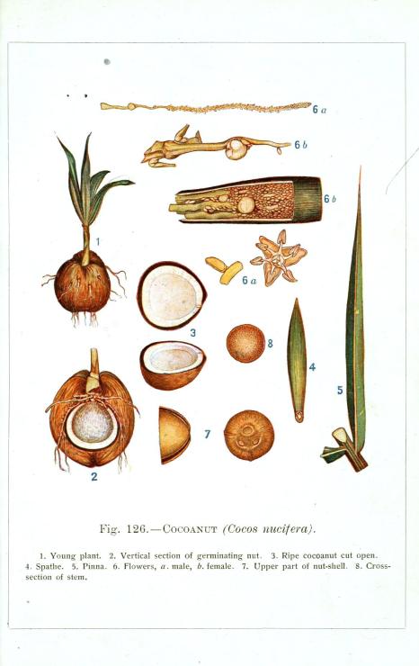 Botanical-Educational-Plate-Coconut-plant